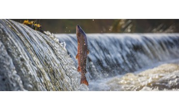 Y tu, ¿qué sabes del salmón?