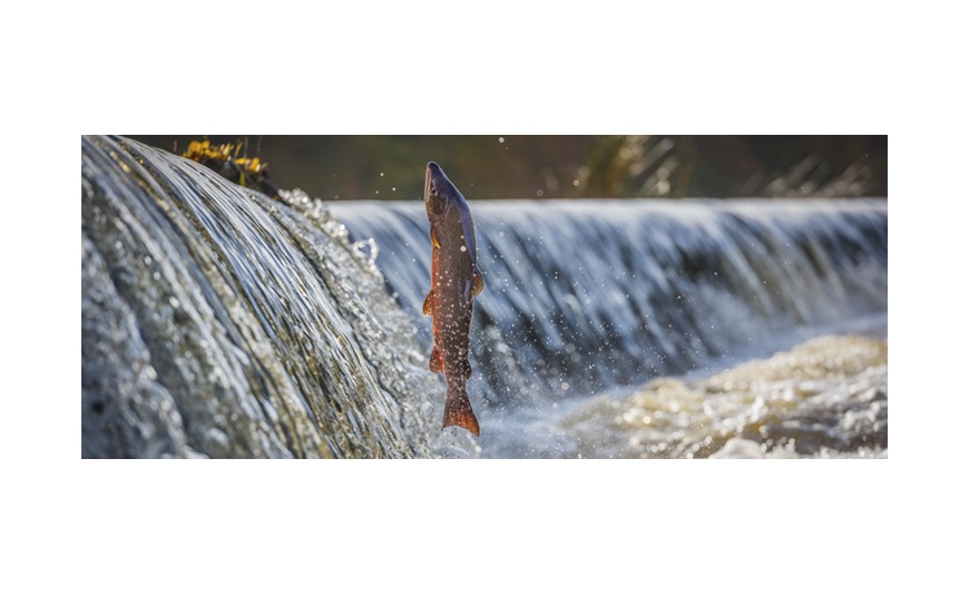 Y tu, ¿qué sabes del salmón?