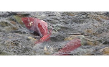 El magnetismo de los salmones