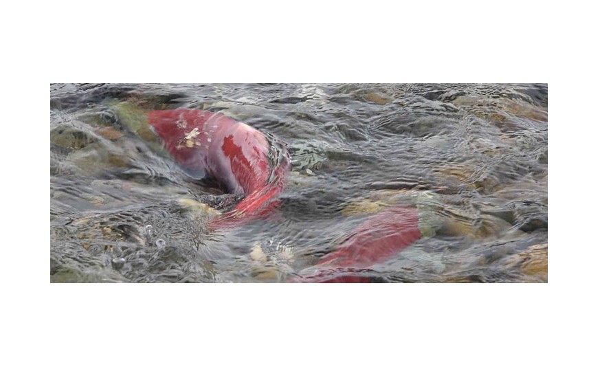 El magnetismo de los salmones